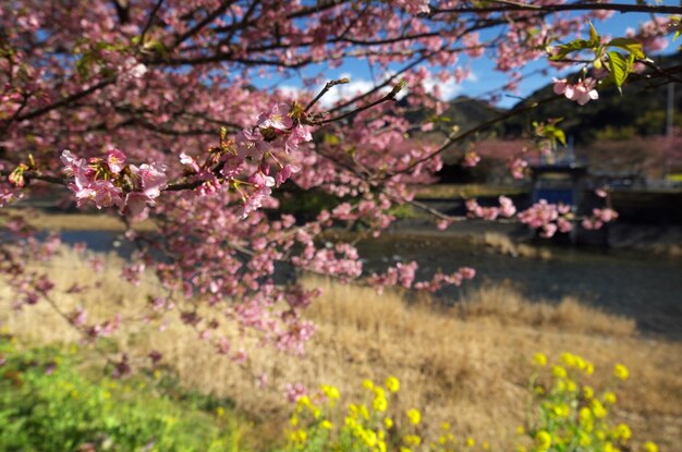 写真 川岸でいているピンクの花