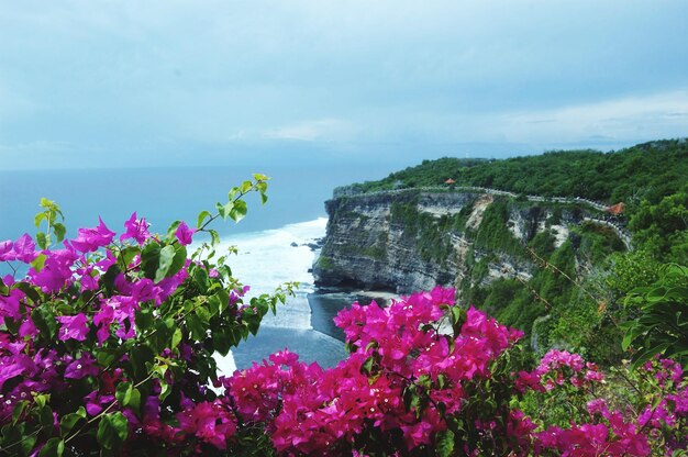 Foto fiori rosa che fioriscono sul mare contro il cielo