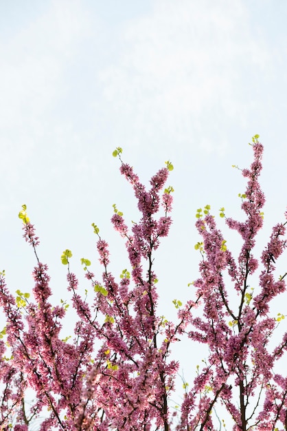 Fiori rosa che sbocciano durante la primavera