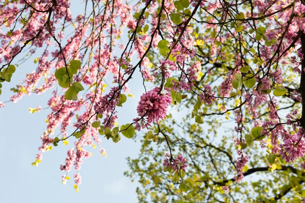 Fiori rosa che sbocciano durante la primavera