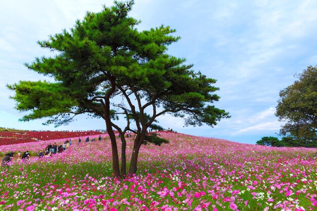 Photo pink flowers blooming on field against sky