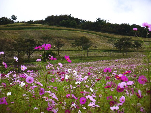 Photo pink flowers blooming in field