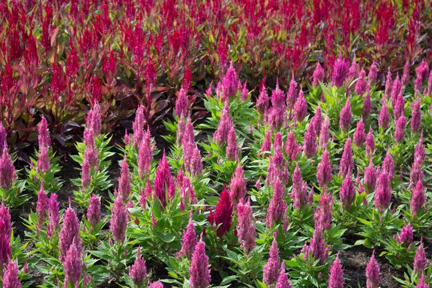 Foto fiori rosa che fioriscono sul campo