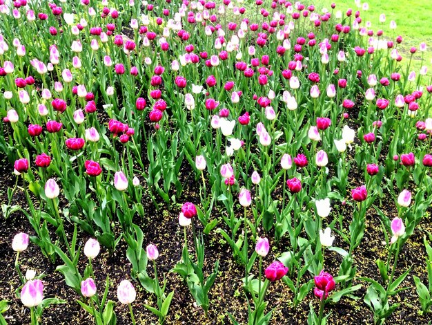 Pink flowers blooming in field