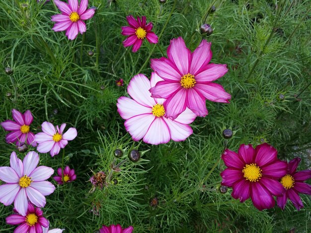 Pink flowers blooming on field