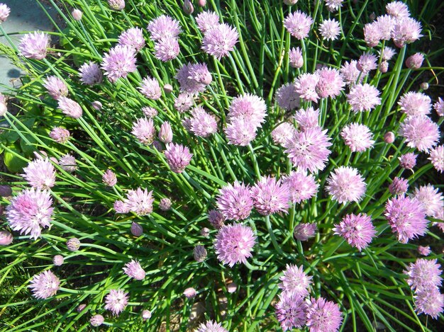 Foto fiori rosa che fioriscono sul campo