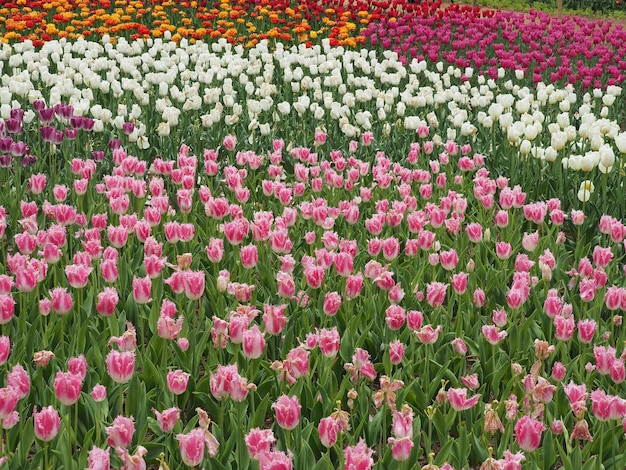 フィールドでくピンクの花