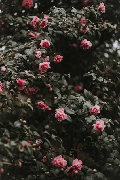 写真 公園で ⁇ いているピンクの花