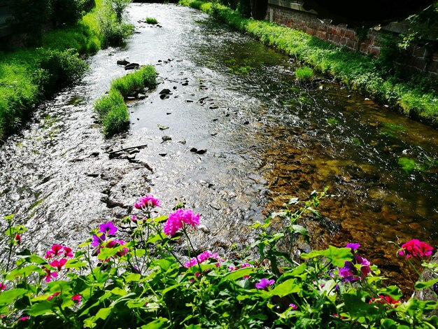 写真 池にいているピンクの花