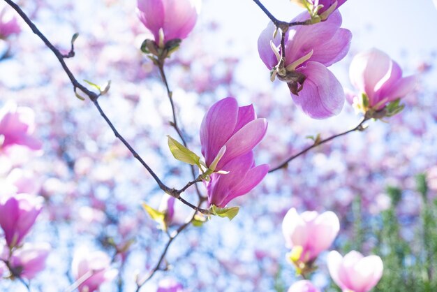 pink flowers of blooming magnolia branch in spring.