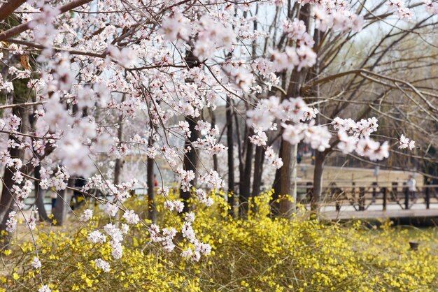 写真 木にいているピンクの花