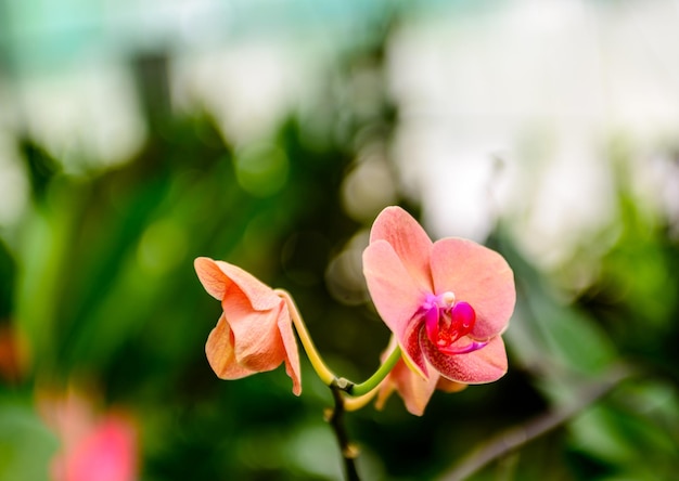 外でいているピンクの花