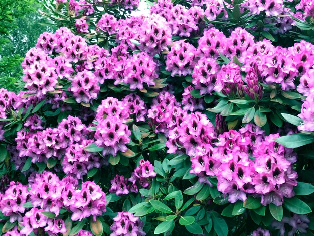 Pink flowers blooming outdoors