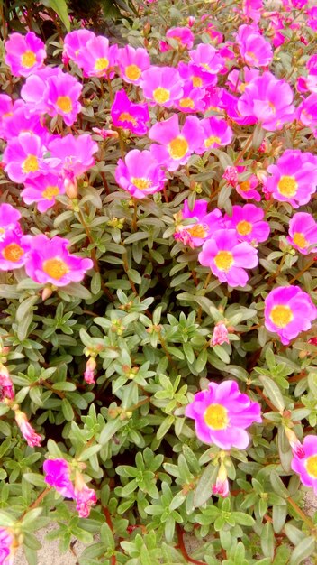 Pink flowers blooming outdoors