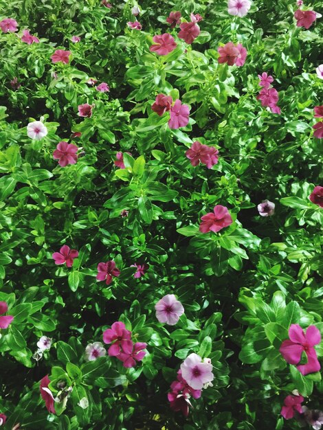 Pink flowers blooming outdoors