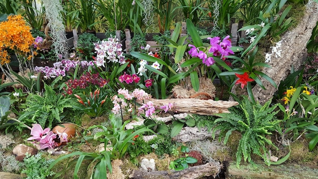 Foto fiori rosa che fioriscono all'aperto