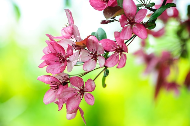 pink flowers of the blooming paradise apple tree