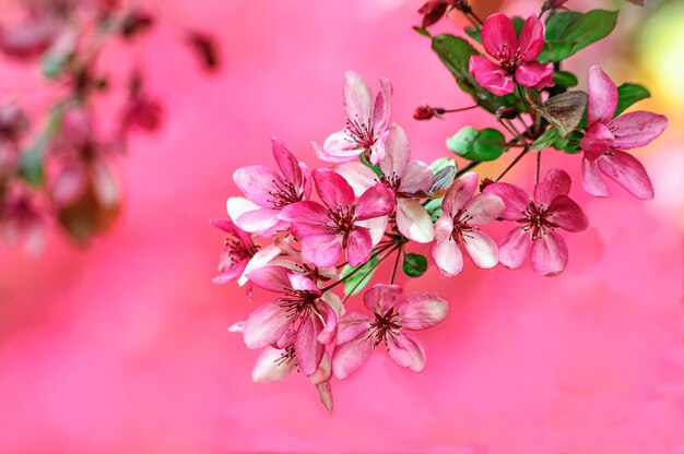 pink flowers of the blooming paradise apple tree