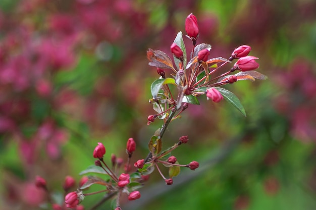 pink flowers of the blooming paradise apple tree