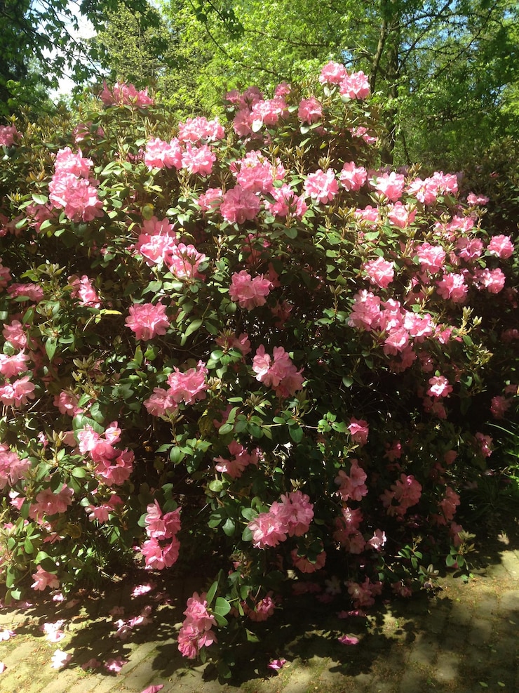 Photo 公園でいているピンクの花