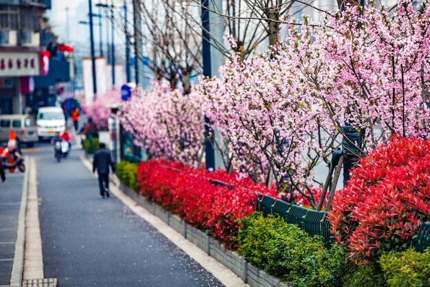 Foto fiori rosa che fioriscono nel parco