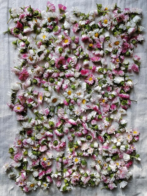 Fiori rosa che fioriscono nel parco