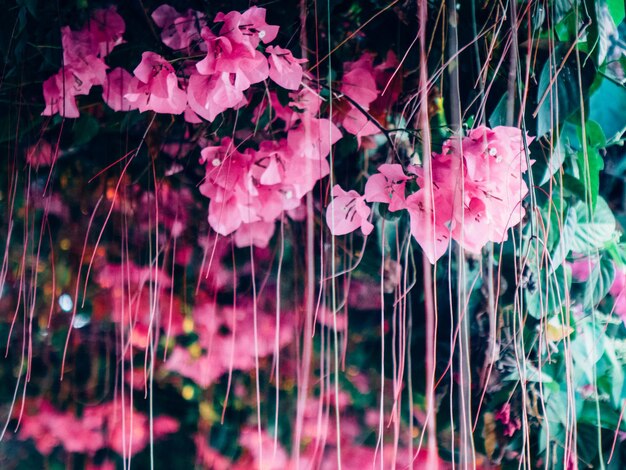 Photo pink flowers blooming on plant