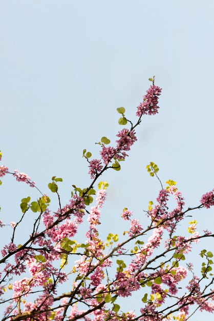 Pink flowers blooming during spring