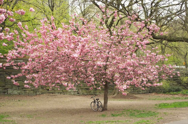 Photo pink flowers blooming on tree at park