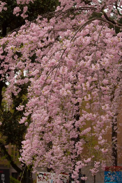 Photo pink flowers blooming on tree