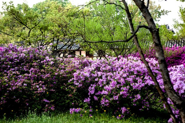 Foto fiori rosa che fioriscono sull'albero