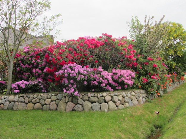 Pink flowers blooming on tree