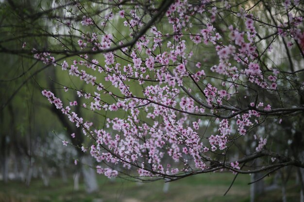 Photo pink flowers blooming on tree