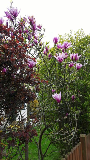 Pink flowers blooming on tree