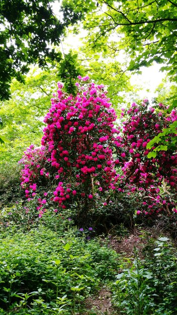 Foto fiori rosa che fioriscono sull'albero