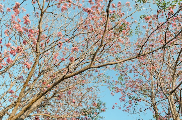 Alberi rosa del fiore dei fiori nel parco con cielo blu, tailandia