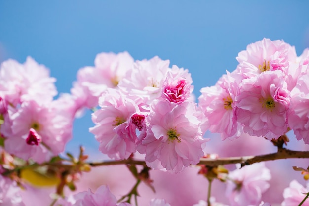 Pink flowers in blossom