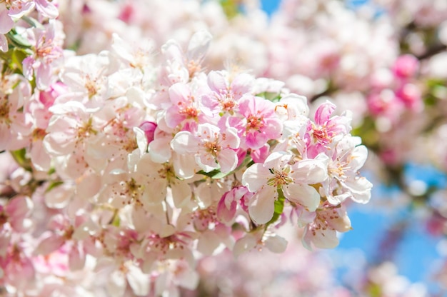 Pink flowers blossoming apple tree against blurred beautiful