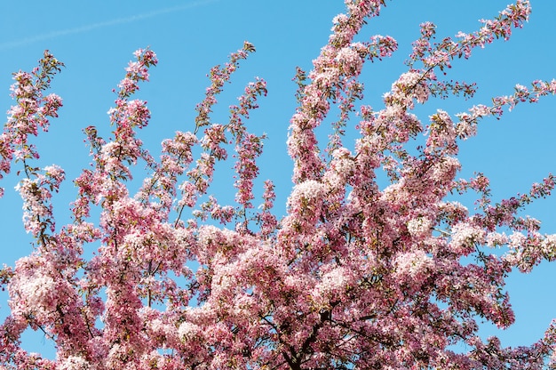 Pink flowers blossoming apple tree background