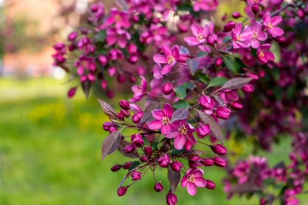 春の庭に咲くリンゴの木グレードのマルス・ルドルフのピンクの花