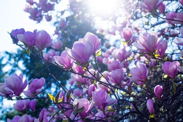 Pink flowers of blossoming magnolia tree in spring