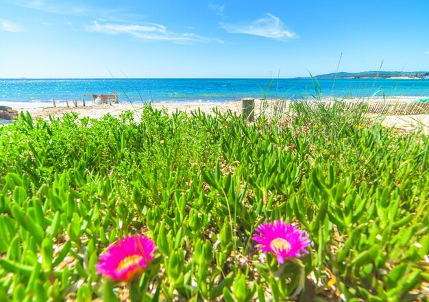 イタリアのアルゲーロのピンクの花と青い海