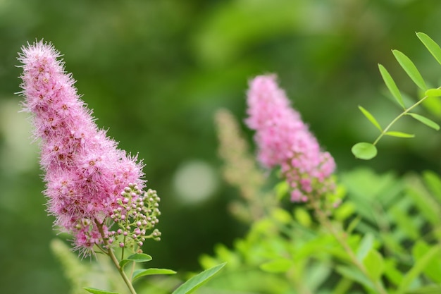 Pink flowers on a blurred background Botanical garden in summer Blooming meadow