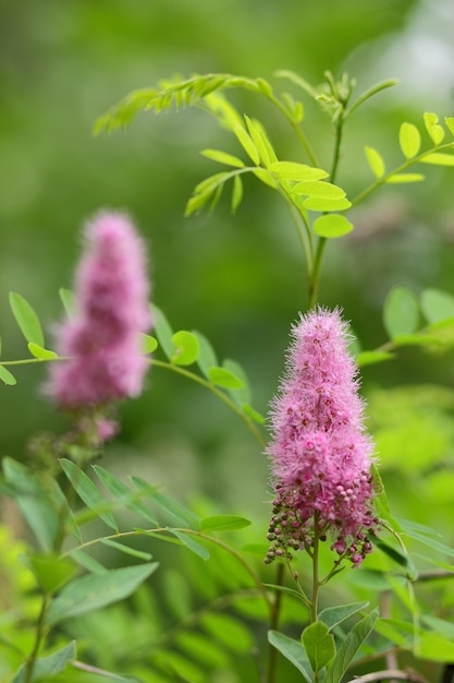 背景をぼかした写真にピンクの花夏の植物園咲く草原