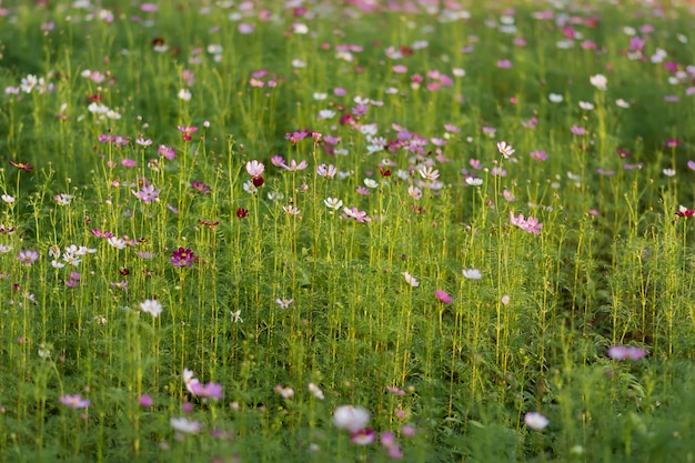 Pink flowers and a blurred green