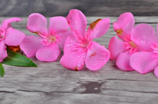 Bordo di fiori rosa su motivo in legno