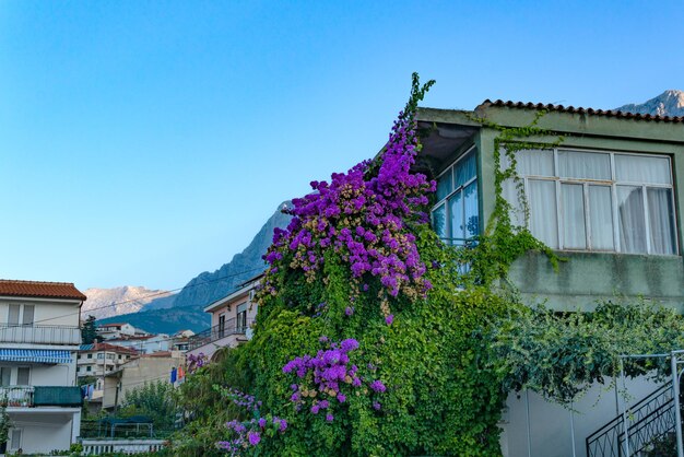 Pink flowers of Bougainvillea in September in Croatia.