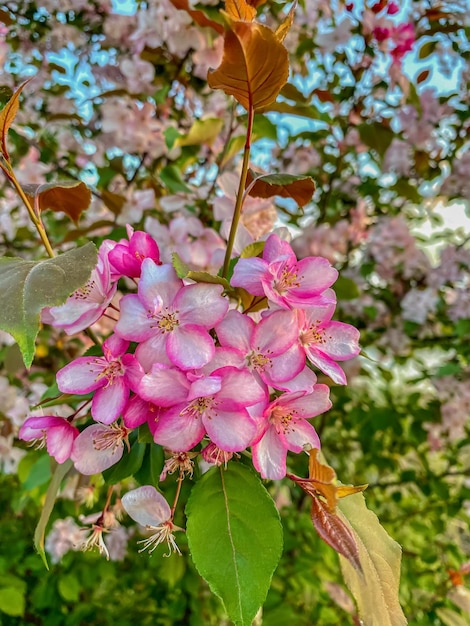 Pink flowers on the branches of an apple tree in the garden