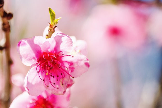 晴れた日、美しいはがきに枝にピンクの花。