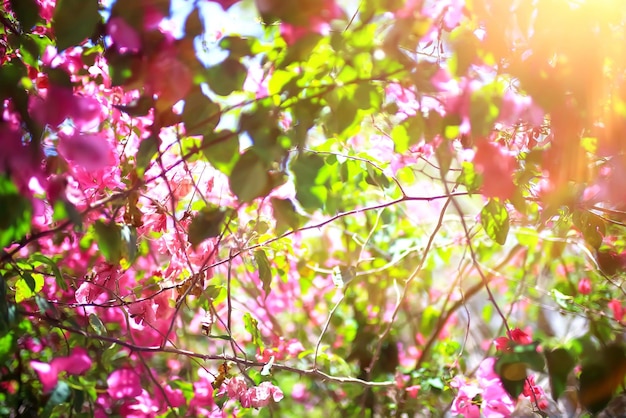 Pink flowers on the branches